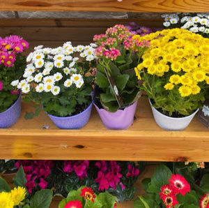 Meet your Posher, Esca